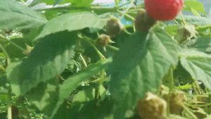 Малина Химбо Топ (Himbo Top)