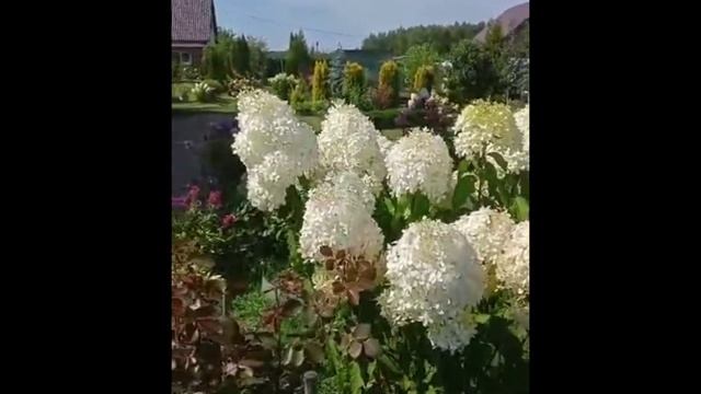 "Фантом" Гортензия Метельчатая