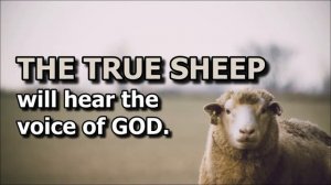 The True Sheep