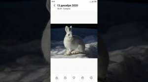 Диктант 6 класс "Зимняя ночь в лесу"