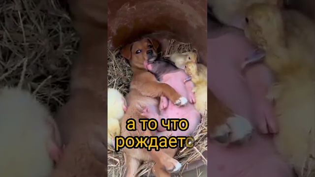Человек мечтает о Счастье