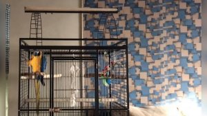 Попугай Ара  разговаривает.