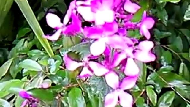 LUNARIA ANNUA IN FIORE смотреть онлайн