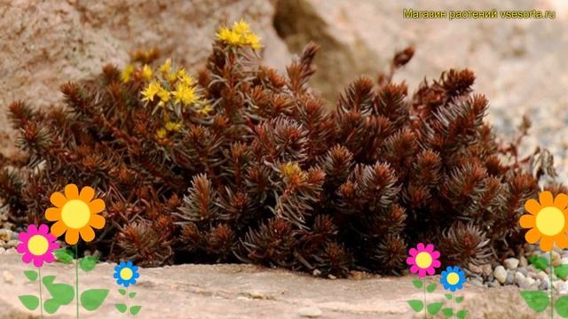 Очиток отогнутый Шоколад бол. Краткий обзор, описание характеристик sedum reflexum Chocolate ball