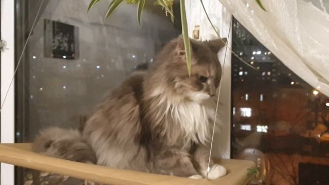 Гамак для кошек на окно, Кысь испытатель. 13.03.23