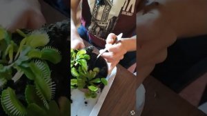 Пересадка ВЕНЕРИНОЙ МУХОЛОВКИ часть 1