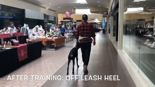 1.5 Year Old Doberman, Loki | Reactivity Training | Upstate NY Dog Trainers смотреть онлайн