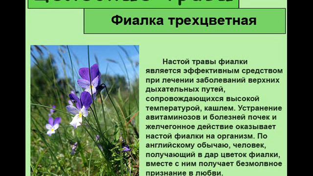 Фиалка трехцветная viola tricolor. Фиалка лечебные свойства и применение. Строение сенполии. Фиалка травник. Фиалка лечебные свойства и применение.
