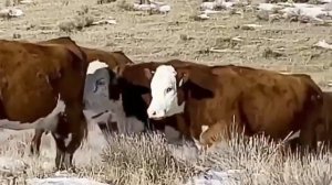 Коровы на экспорт. Коровы Герефорды. Герефордская порода.МЭЦ