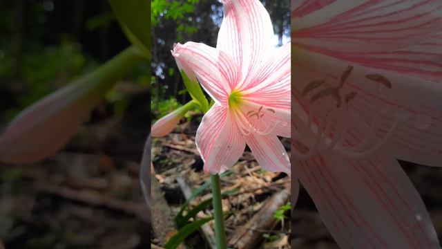 #lily #pink colour flower photography