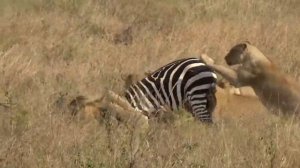 МОЛОДЫЕ ЛЬВЫ ОХОТЯТСЯ...