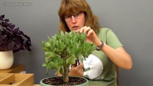 Бонсай из крассулы Ундулатифолии (ч.2).