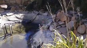 чистить пруд очистка водоемов от ила ландшафтный дизайн особенности искусственный водоем  .mp4