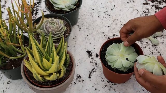 Propagating one of my favorite succulents (Echeveria Lola) смотреть онлайн