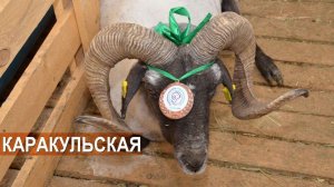Каракульская порода овец. СПК "Эрдниевский". XIX Всероссийская выставка племенных овец и коз.