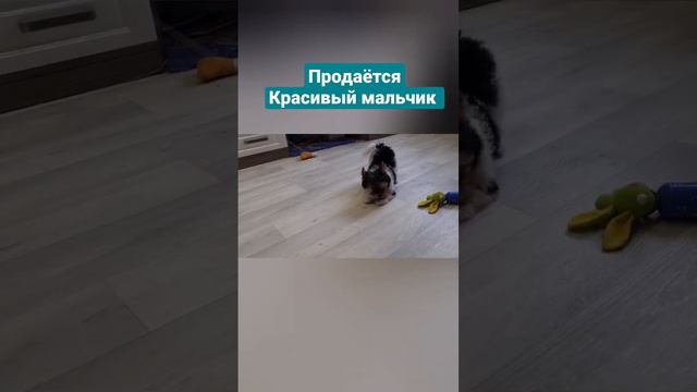 продаётся Красивый мальчик наш инстаграм hausblackbist Наш телефон 89033714258 смотреть онлайн