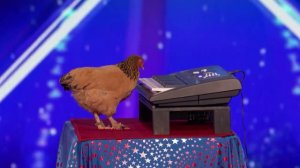 Курица исполнила патриотическую песню на шоу талантов