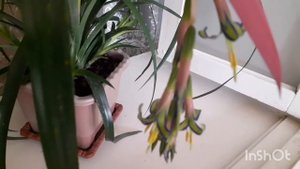 По многочисленным просьбам моя бильбергия в полном роспуске.