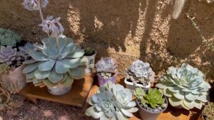 SUCULENTAS: ECHEVERIA Lilacina e crispate beauty - Cuidados que você precisa ter