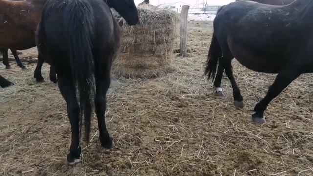 кобылки первородки ждем выжеребки 2 неделя