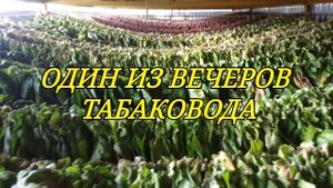 ОДИН ИЗ ВЕЧЕРОВ ТАБАКЕВИЧА.