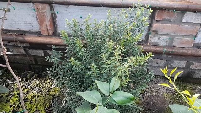 обзор нашей теплицы - оранжереи 7 марта смотреть онлайн