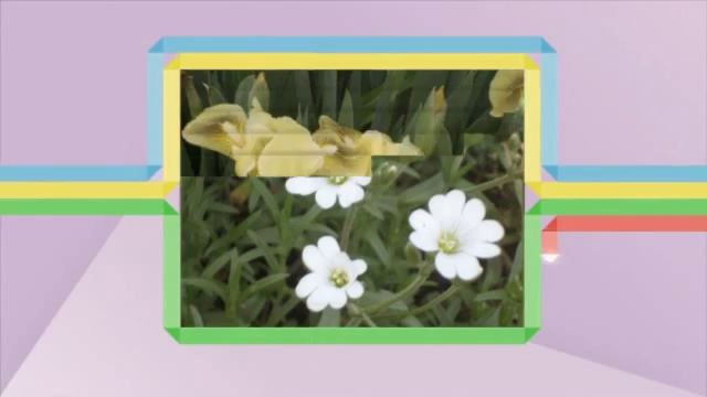 Пусть будет нарядной Земля! смотреть онлайн