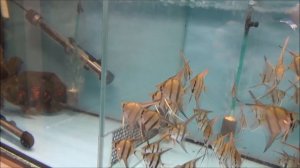 Птичий рынок. Эксперимент.