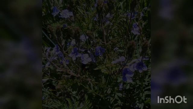 Цветы Стрижамента. смотреть онлайн