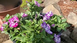 Петунии. По сколько саженцев сажать в кашпо.