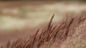 Вивальди Времена года Лето Гроза