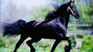 Фризские Лошади-Фризские кони-ФРИЗЫ ЛОШАДИ! FRIESIAN HORSES! Вороные лошади фризы!