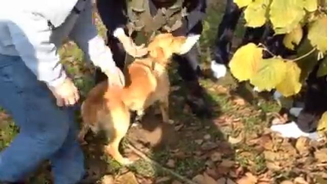Охота на белый трюфель Пьемонте +393334500553 WatsApp