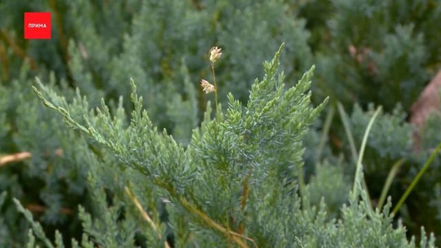 Джентльмен у дачи: цветы смотреть онлайн