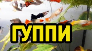 Гуппи