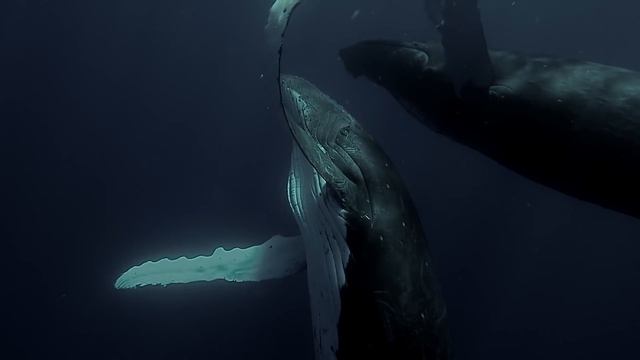 Michaela Skovranova - Humpback Whales - OM-D E-M5 Mark II смотреть онлайн