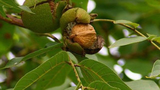 Влажность грецких орехов, определить очень просто смотреть онлайн