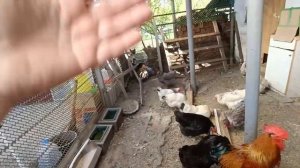 Результат выращивания бройлеров😎 Сарай пустует😏🐥 Чистим виноград🍇🌿 Живем на Кубани🌹🌹🌹