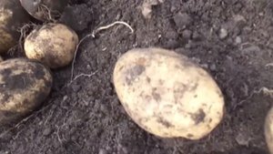 СтОит ли сажать картофель поздно? СтОит.