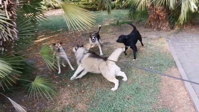 Вот так Хаски Кай реагирует, когда на него гавкают смотреть онлайн