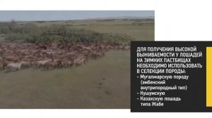 Селекция в табунном коневодстве