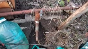 Исчез куст георгин.Готовлюсь садить картошку.