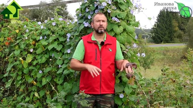 ЗАЧЕМ ИЗБАВЛЯТЬСЯ НА УЧАСТКЕ ОТ ХРЕНА? смотреть онлайн