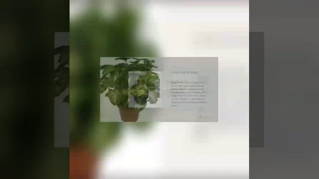 SYNGONIUM VARIETIES смотреть онлайн