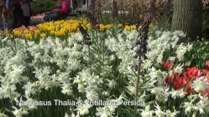 Narcissus Thalia & Fritillaria Persica