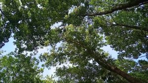 Парк Луизенваль в Центральном районе г. Калининграда, в июле 2022 г. /достопримечательность #парк