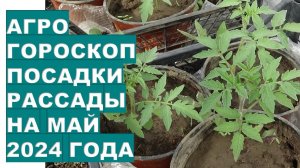 Агрогороскоп посадки рассады в мае 2024 годаAgrohoroscope for planting seedlings for May 2024