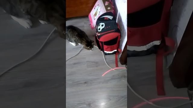 Лазерная указка против кота!?? смотреть онлайн