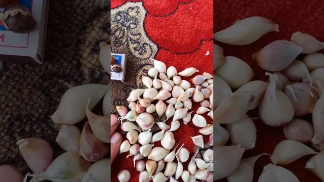 КРУПНАЯ БУЛЬБОЧКА,ВЫДАЮЩИЕСЯ СОРТА ЧЕСНОКА!!! смотреть онлайн