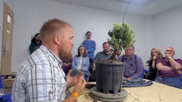 Мастер класс Александра Пожидаева: формирование бонсай из сосны горной  (садовый материал)